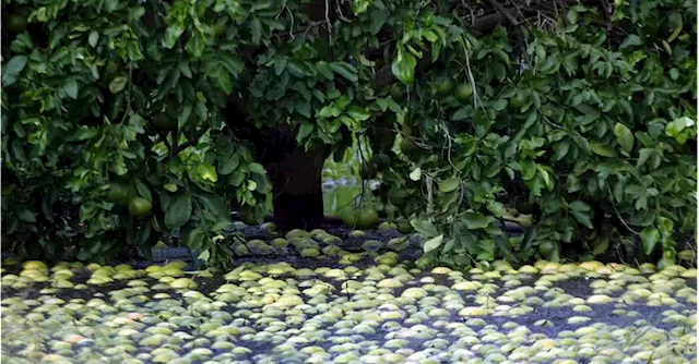 Hurricane Ian to worsen bleak outlook for U.S. orange juice industry