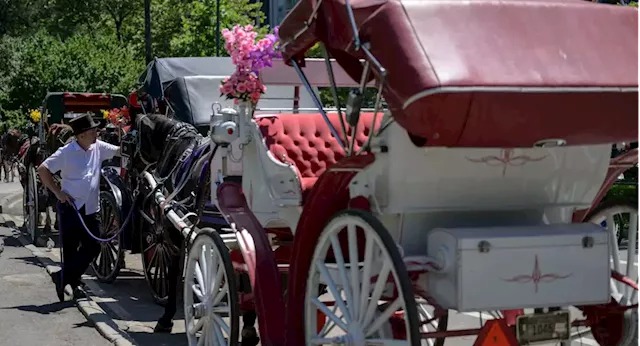 Carriage horse drivers’ union proposes industry reforms