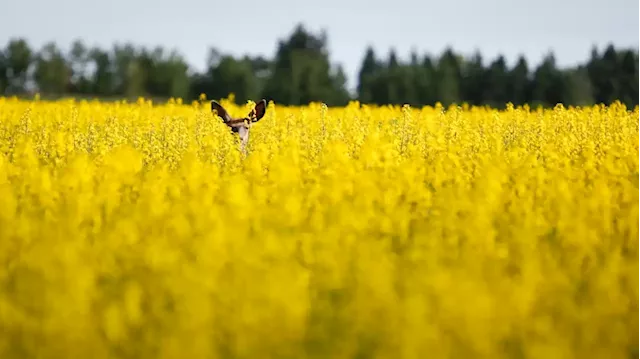 Government emissions targets for fertilizer use unrealistic, industry report argues