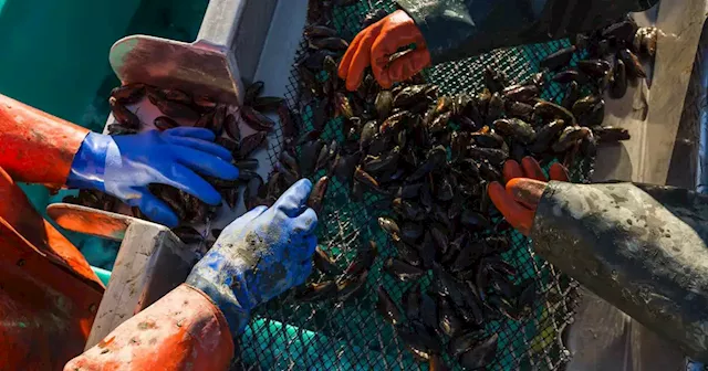 Biden administration awards $49 million to boost Alaska mariculture industry