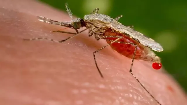 Oxford malaria vaccine data bodes well for effort to combat deadly disease - SABC News - Breaking news, special reports, world, business, sport coverage of all South African current events. Africa's news leader.