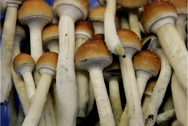 As under-the-table market grows, patients urge Ottawa to regulate magic mushrooms