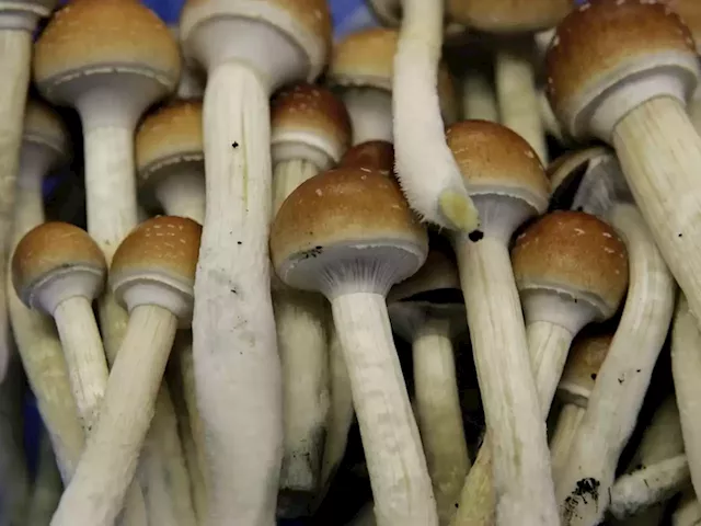 As under-the-table market grows, patients urge Ottawa to regulate magic mushrooms