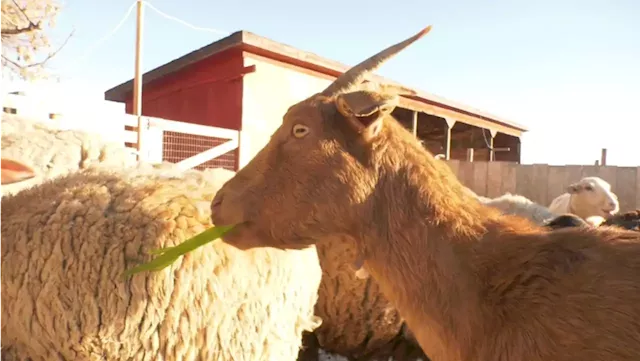 Canadian company helps farmers access unsellable food from grocery stores for their livestock