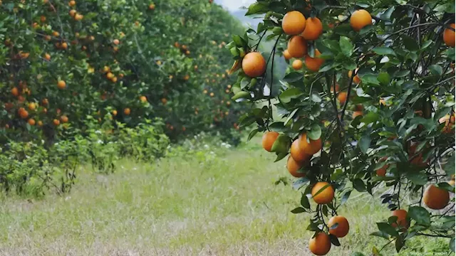 Lawmakers look to stabilize Florida's agriculture industry - Jacksonville Business Journal