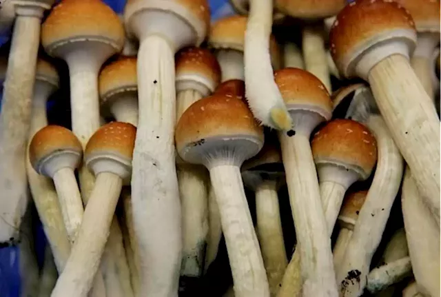 As under-the-table market grows, patients urge Ottawa to regulate magic mushrooms