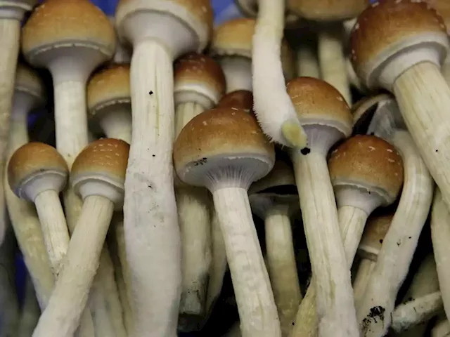 As under-the-table market grows, patients urge Ottawa to regulate magic mushrooms