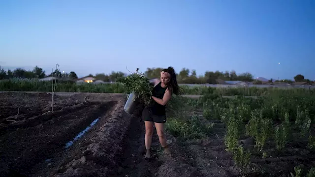 South Phoenix farmers market on track for late February opening