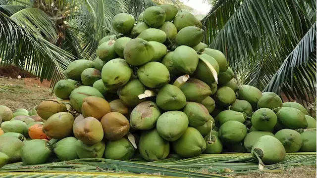 Coconut Farming Has Good Investment Returns