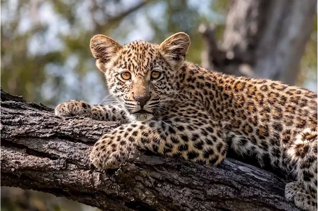 This 1920s cattle ranch turned luxury lodge is a research hub, thanks to its leopard sightings | Business Insider