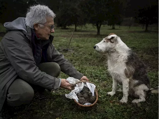 Truffle hunters in Italy are poisoning competitors' dogs with snail bait in a war for 'black gold' | Business Insider