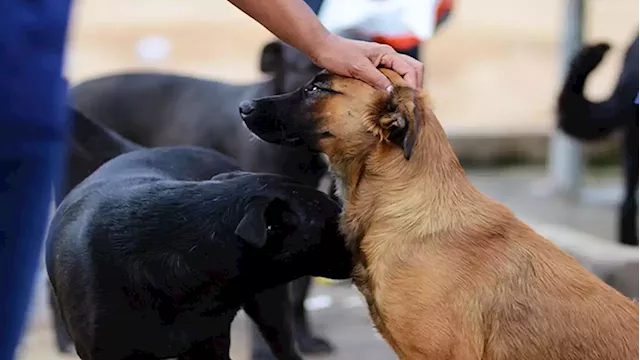 Owners urged to ensure pets cared for amid heatwave - SABC News - Breaking news, special reports, world, business, sport coverage of all South African current events. Africa's news leader.