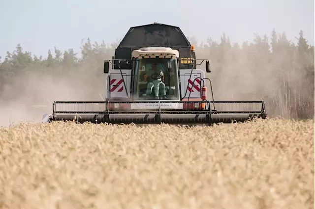 Argentine grain harvests threatened by persistent drought | Business