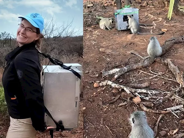 KZN monkeys are first wild primates to get the hang of a touchscreen | Business Insider