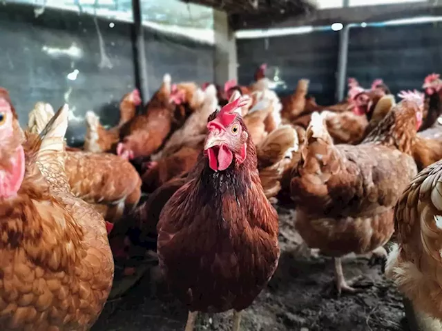 Chicken crisis: 10 million chicks culled in six weeks due to load shedding | Business