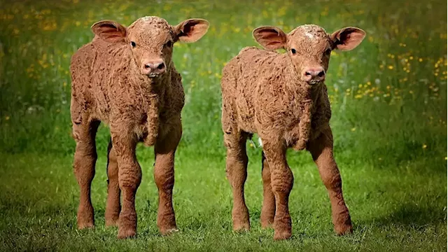 Twin births among cattle becoming more prevalent - SABC News - Breaking news, special reports, world, business, sport coverage of all South African current events. Africa's news leader.