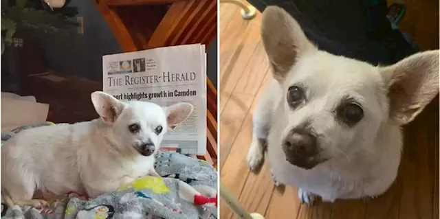 A Chihuahua rescued from a US supermarket parking lot is now the oldest dog alive, at 23 | Business Insider