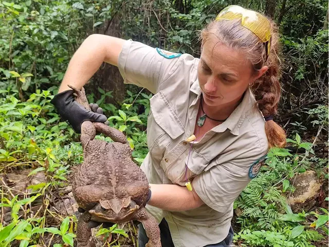 Australian park rangers discovered a giant, toxic toad that eats anything that fits into her mouth | Business Insider