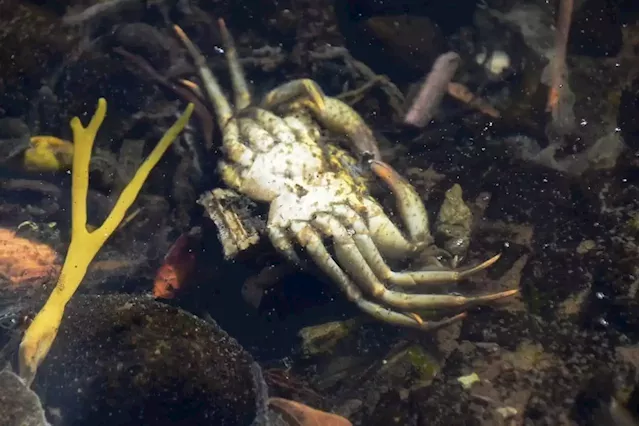 New pathogen likely culprit for mass crab deaths - UK study | Business