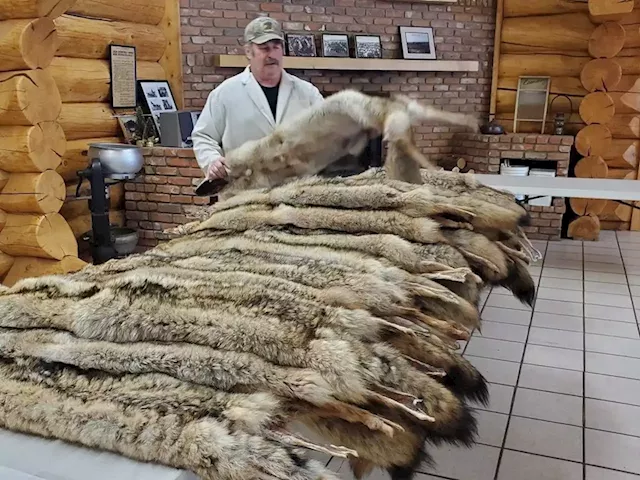 Saskatchewan's fur industry shaken during COVID-19 pandemic