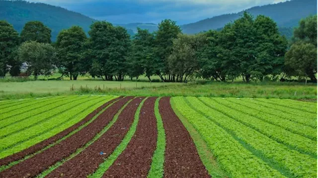 Nigeria’s Agric Investment Falls 83% To $10m In Q2