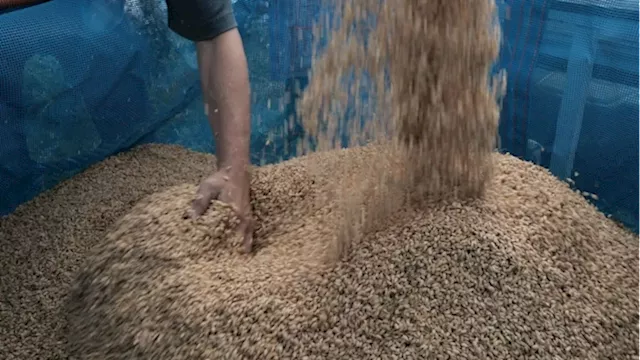 Rice Market Braces for More Stress as El Niño Starts to Bite - BNN Bloomberg