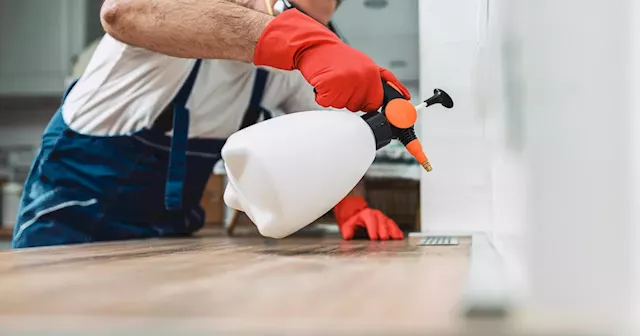 5 signs you need a professional pest control company