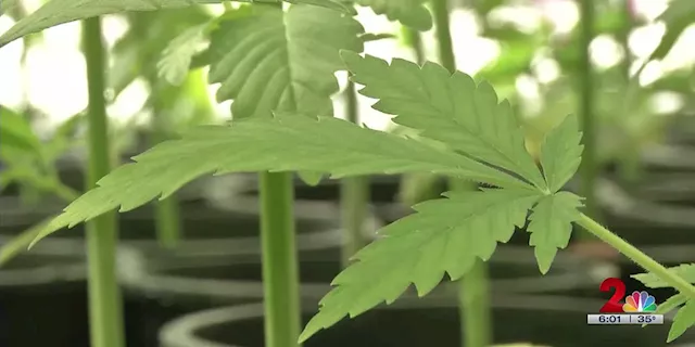 ‘A kill shot from the cannabis industry to the hemp industry’: Hemp regulations change in Alaska