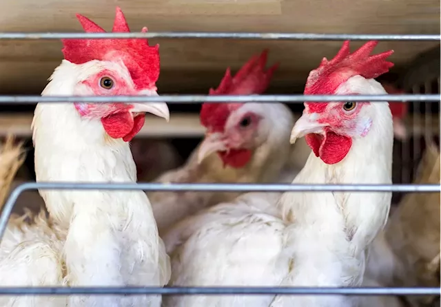 More bad news for chicken and egg prices as poultry industry struggles to contain avian influenza