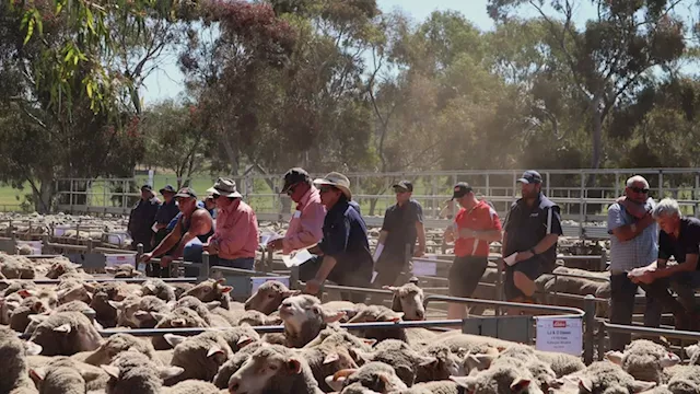 Future 'confidence' in WA's sheep industry falling nearly as hard as saleyard prices