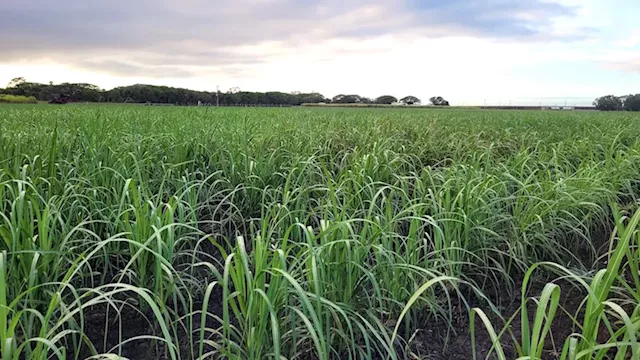 Queensland sugar industry's yield breakthrough to help power renewable energy transition