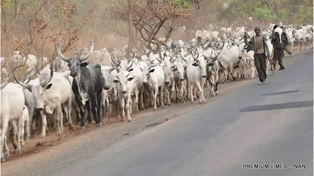 Cattle traders appeal to govt to allow them live inside Abia market