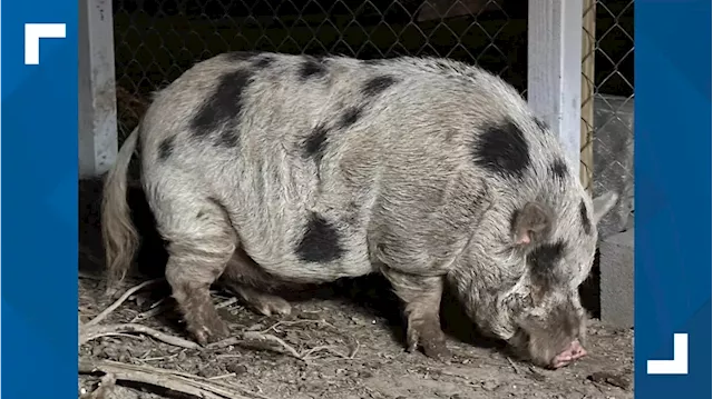 Small business creates shirts to help bring runaway pig 'Kevin Bacon' home