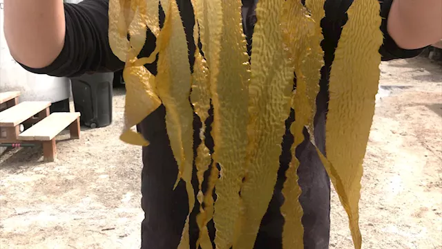 Here's how aquafarming could give boost to CA seafood market, kelp population