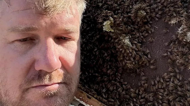 Beekeepers battling varroa mite count the cost of failed eradication and call for industry exit strategy