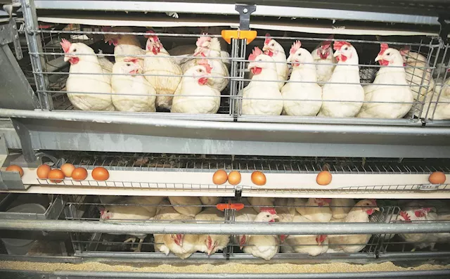 Chicken and eggs: Avian flu devastating SA's poultry industry, the worst is yet to come