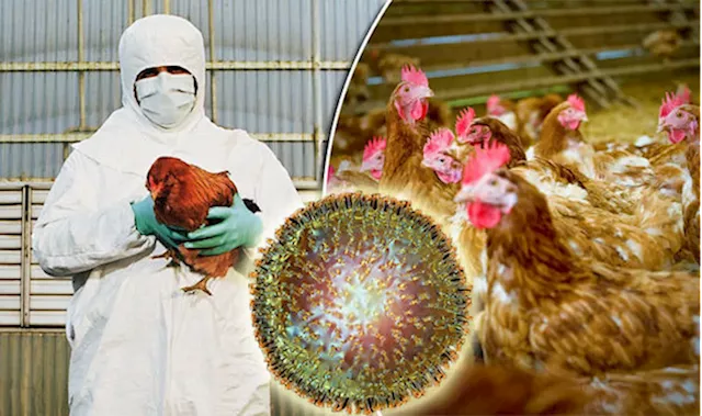 Mozambique faces avian flu outbreak - SABC News - Breaking news, special reports, world, business, sport