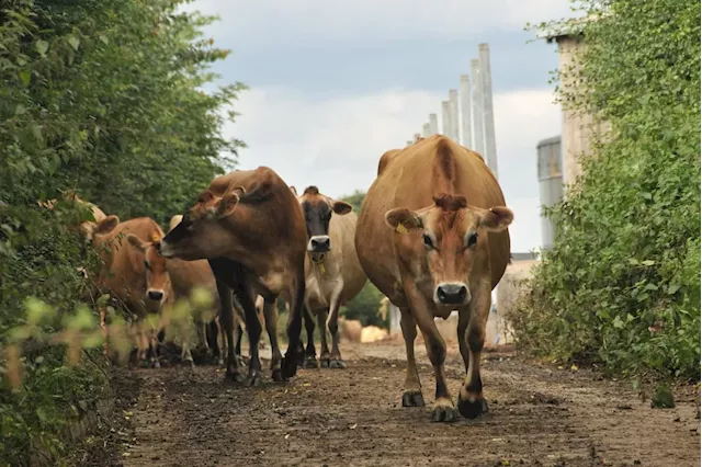 Longley Farm: Pioneering Yorkshire dairy that introduced cottage cheese to the UK marks 75 years in business