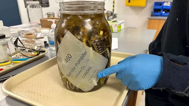 University of Michigan slithers toward history with acquisition of snake specimens