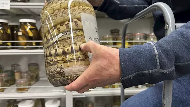 University of Michigan slithers toward history with massive acquisition of jarred snake specimens