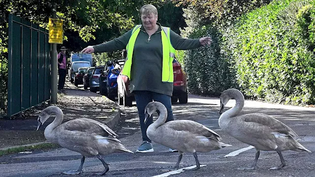 Market town residents form 'Swan Patrol' to guide family of birds across a busy road after cars hit...