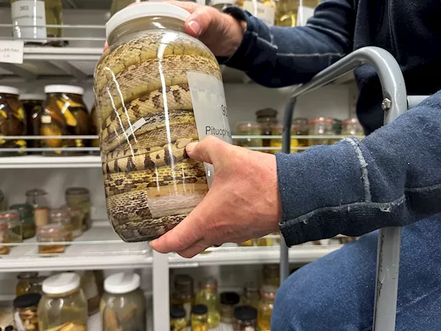 The University of Michigan slithers toward history with massive acquisition of jarred snake specimens