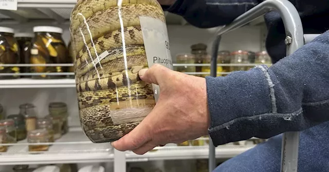 University of Michigan slithers toward history with massive acquisition of jarred snake specimens