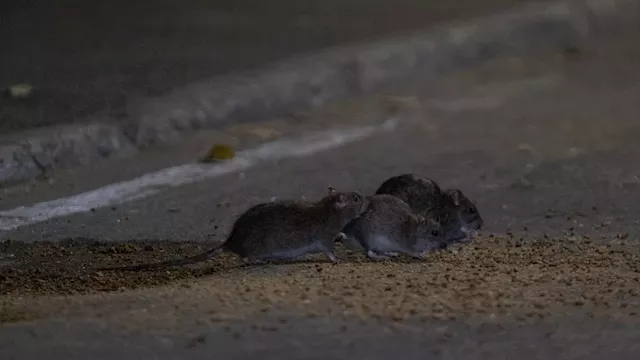 Pest control company Orkin declares Chicago 'rattiest' city again. How do other cities stack up?