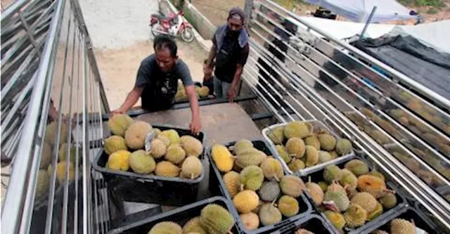 Durian becomes biggest earner of Vietnam’s fruit, vegetable export industry