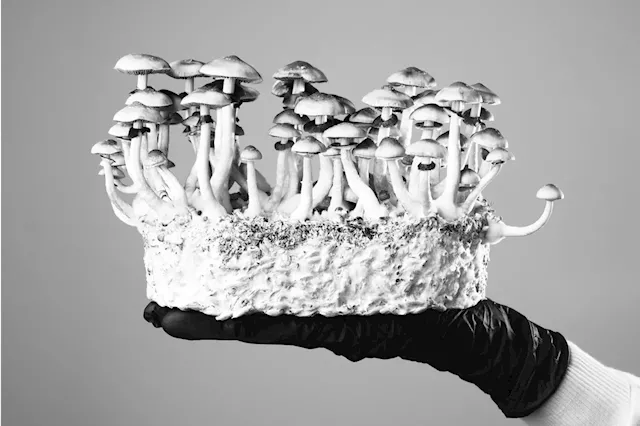 What Makes a Mushroom a Mushroom? How the Mycelium Debate Could Impact Industry Players and Consumers Alike