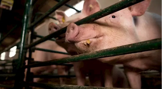 Swine industry needs ASF vaccines to fully recover