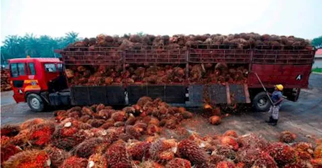 MoF: Govt will not abolish palm oil industry’s windfall profit levy