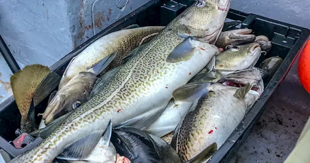 Stocking up: Latest DFO assessment model lifts northern cod stocks off N.L. out of critical zone for first time since collapse