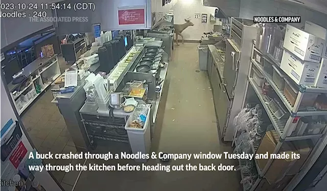 Buck crashes through the window of a Noodles & Company in Wisconsin